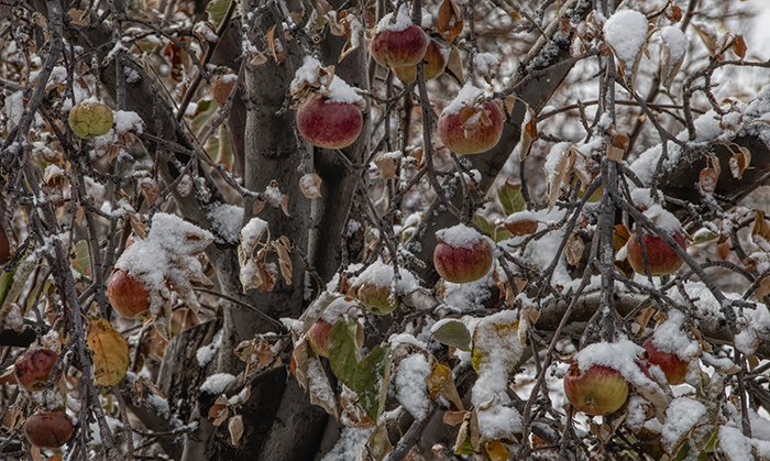The Best Apples - Covered with Snow