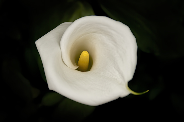 Cala Lilies & Light