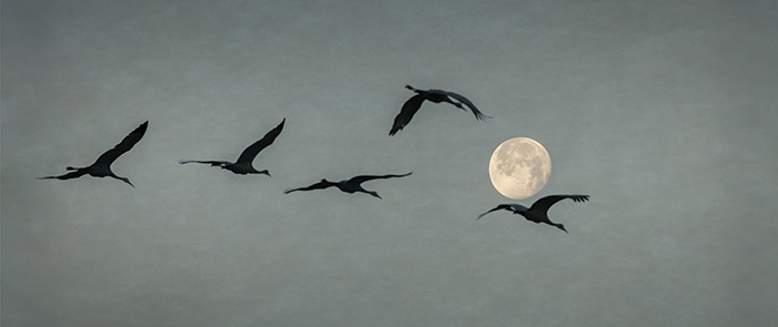 Sandhill Cranes and January's Full Wolf Moon