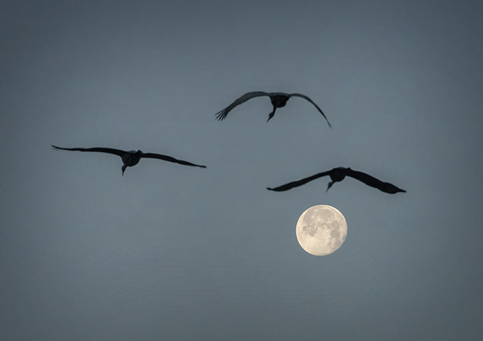 Sandhill Cranes and January's Wolf Moon