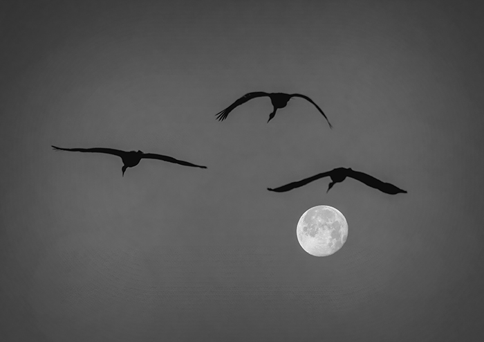 Three Cranes and January Wolf Moon
