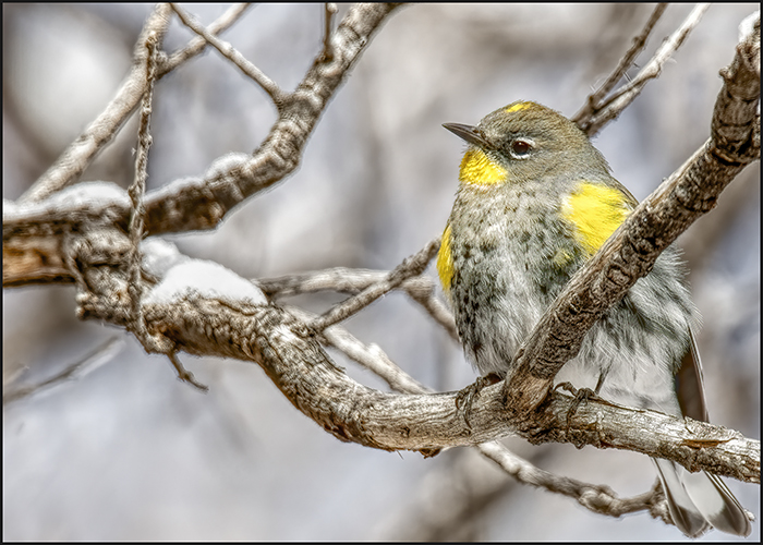 The Yellow Rumped Warbler