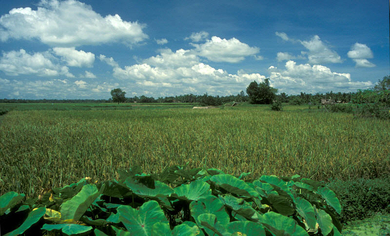 Rice Fields