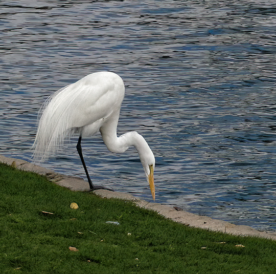 Egret Fishing