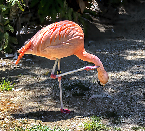 Pink Flamingo