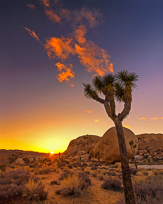 Joshua Tree Sunset