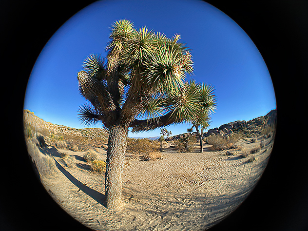 Fish-eye #4