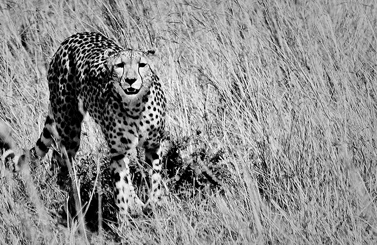 Cheetah Hunting in Tall Grass