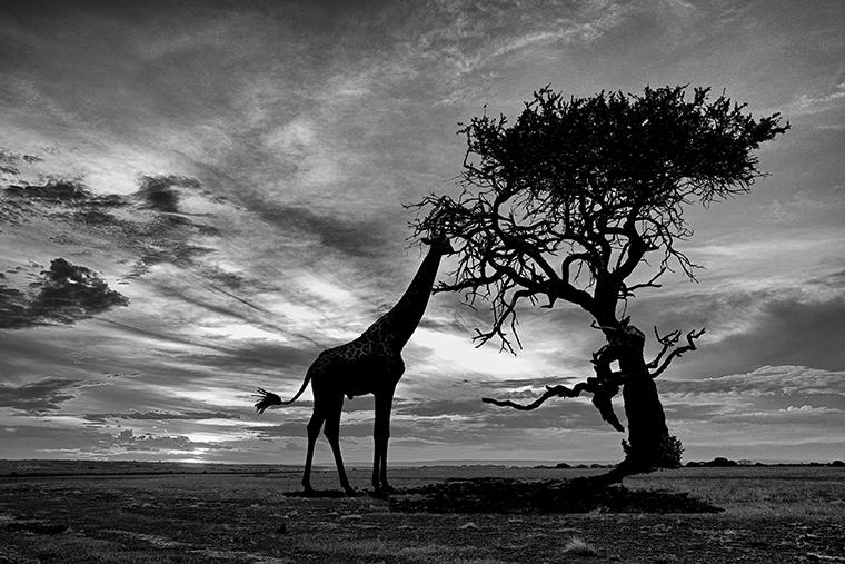 Giraffe Monochrome Sunset Silhouette