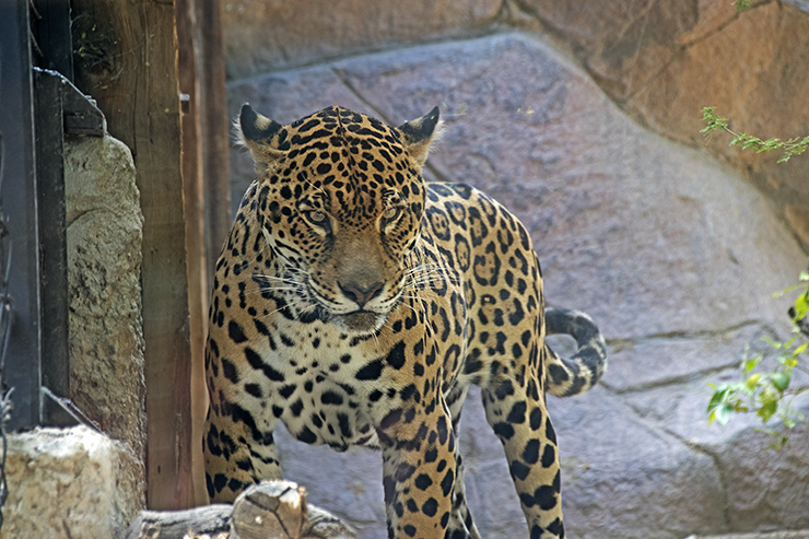 Jaguar