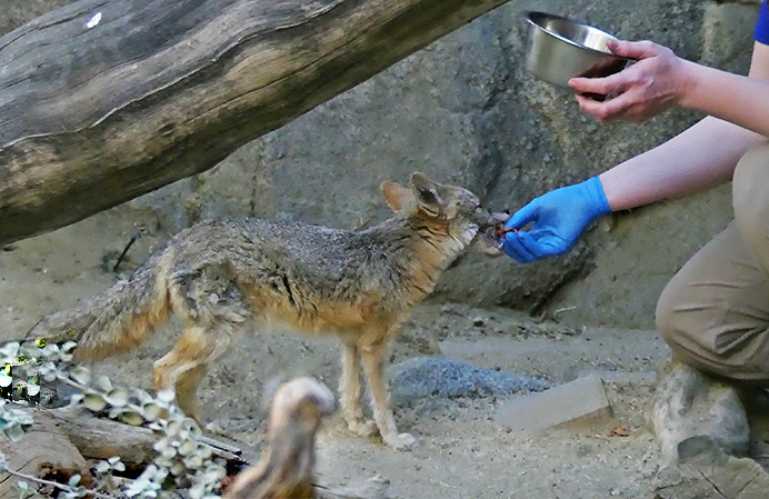 Small Fox at Feeding Time