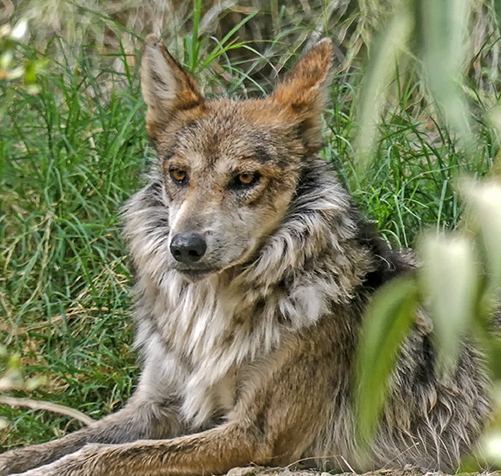 Mexican Wolf