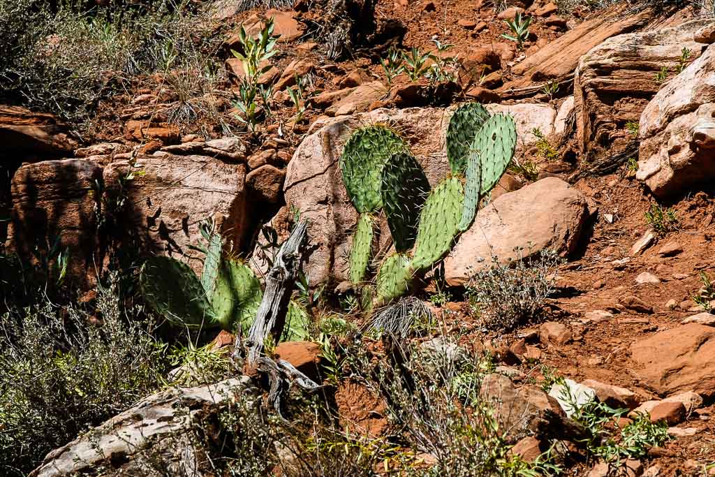 Prickly Pear Cactus