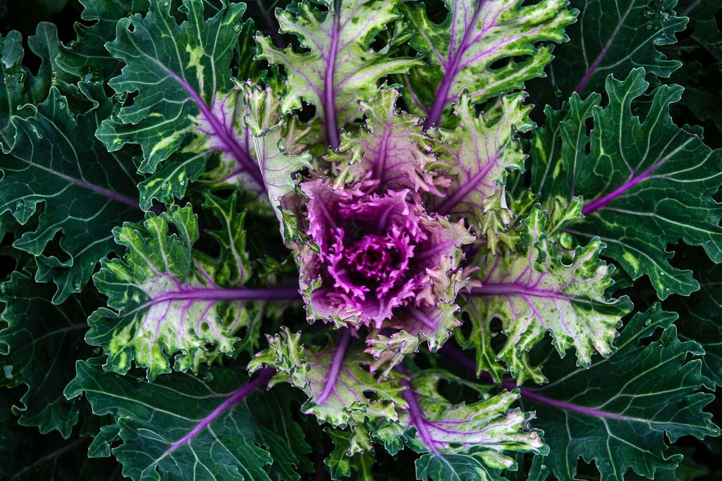 Purple Flowering Cabbage