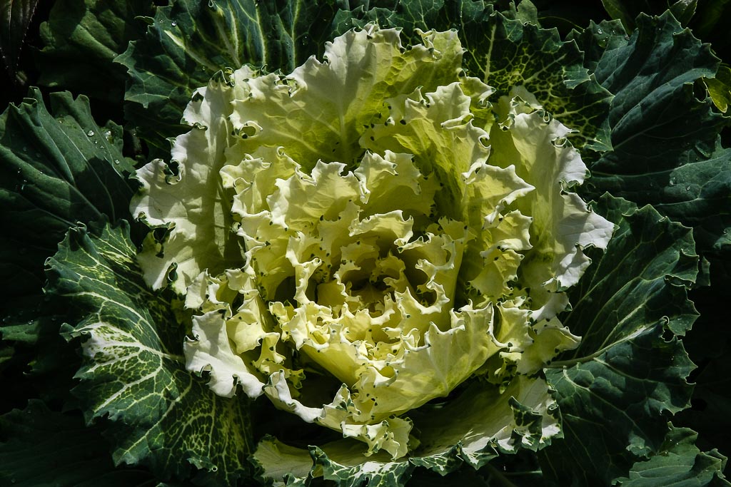 White Flowering Cabbage