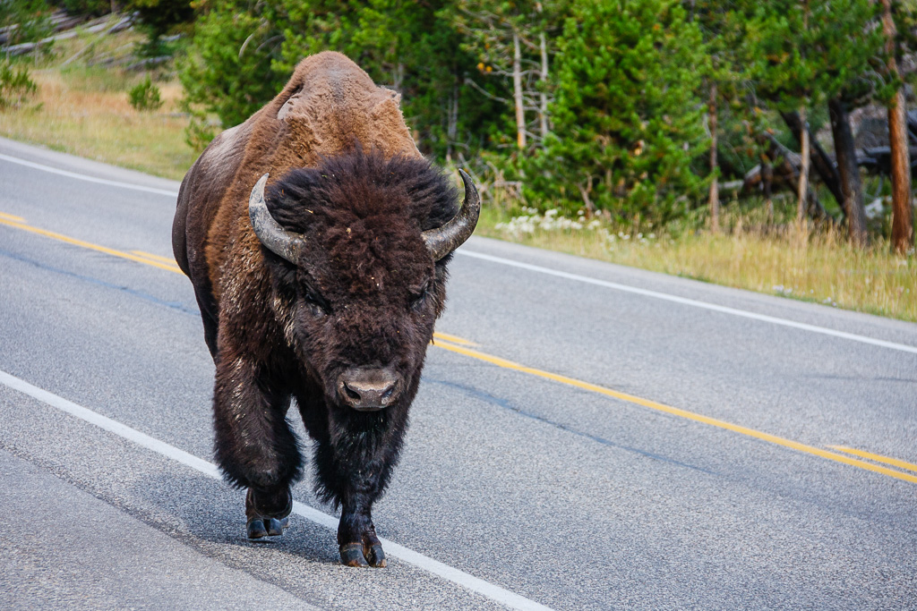 Bison