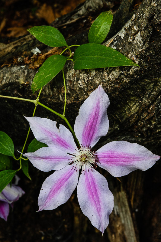 Clematis