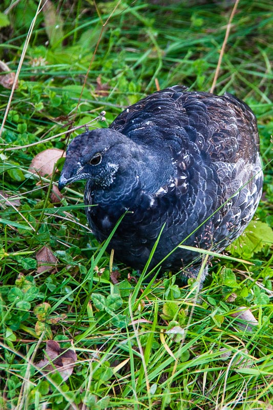 Blue Grouse