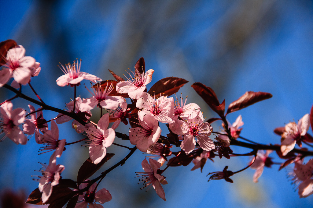 Cherry Blossoms