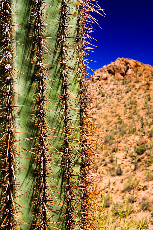 Prickly Saguaro