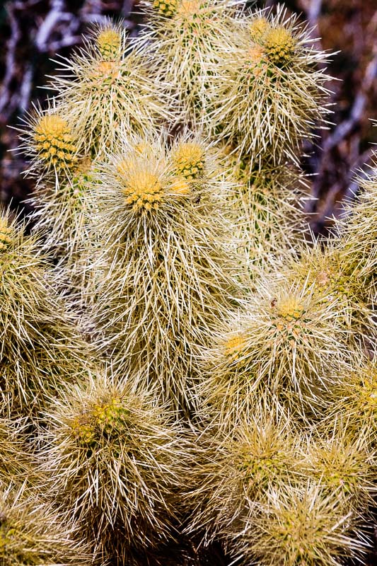 Cholla Cactus