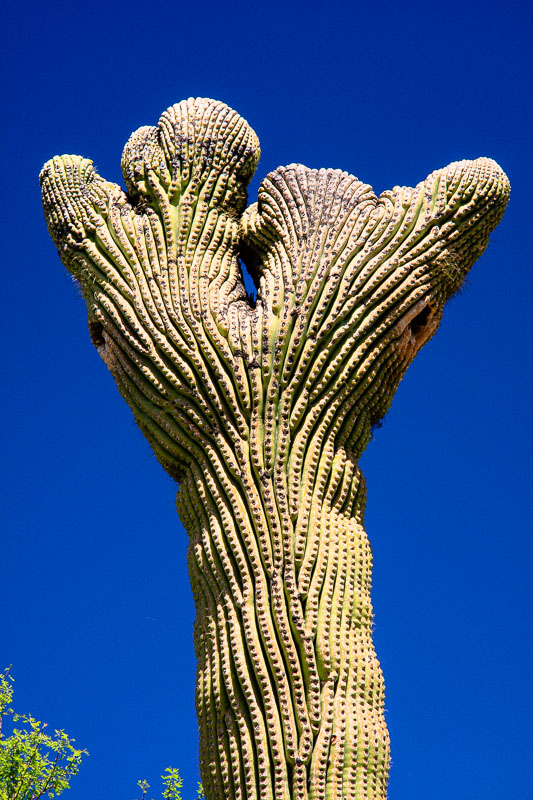 Saguaro Fan