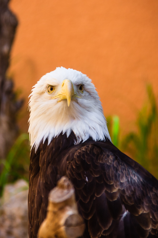 Bald Eagle