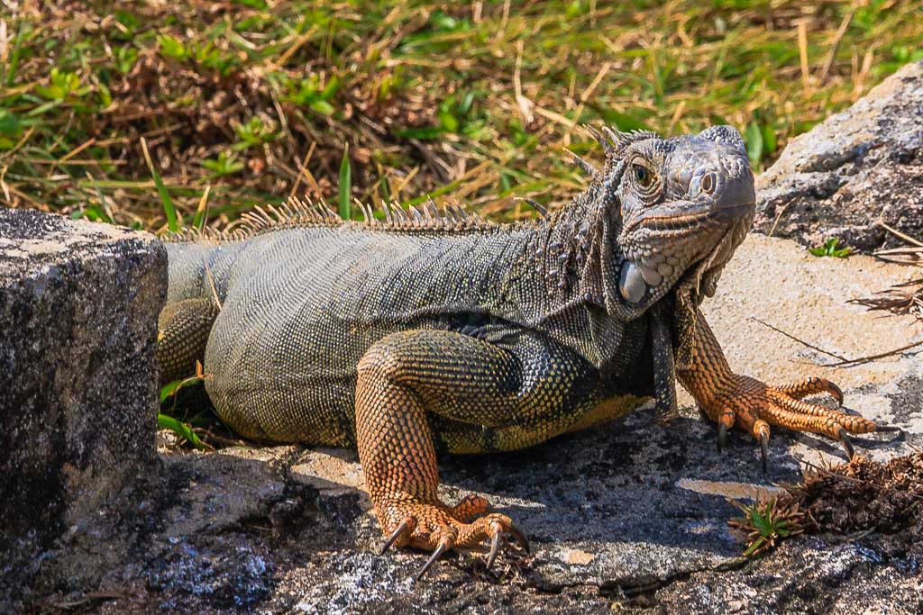 Iguana