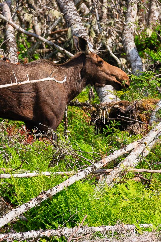 Moose - we came around a corner and this was about 100 feet from us.