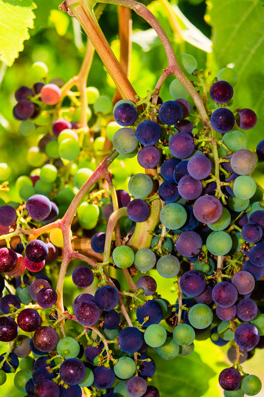 Dirty Laundry Vineyard