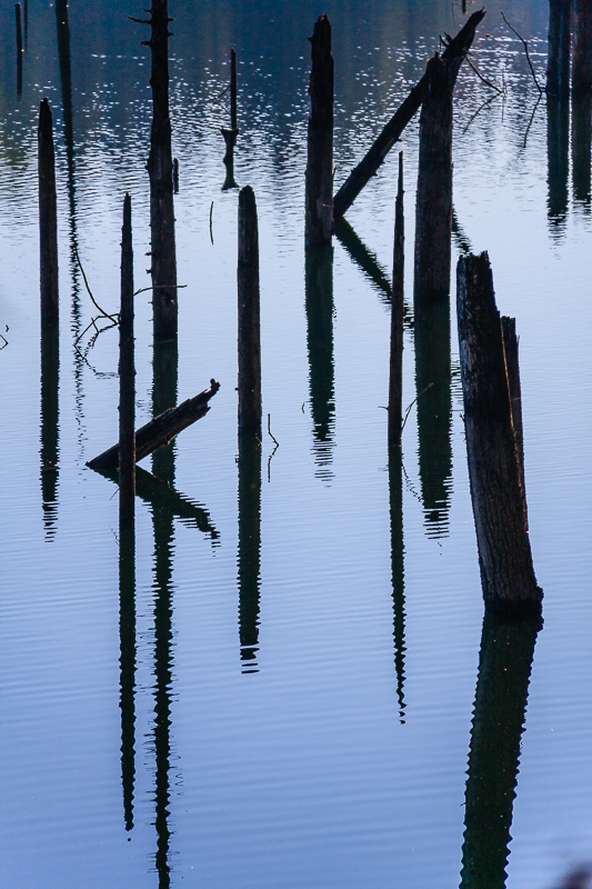 Dead Trees