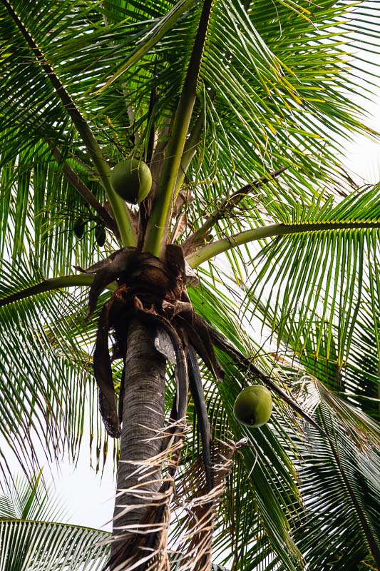 Coconut Palm Tree