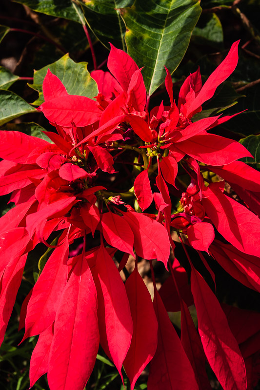 Poinsettia