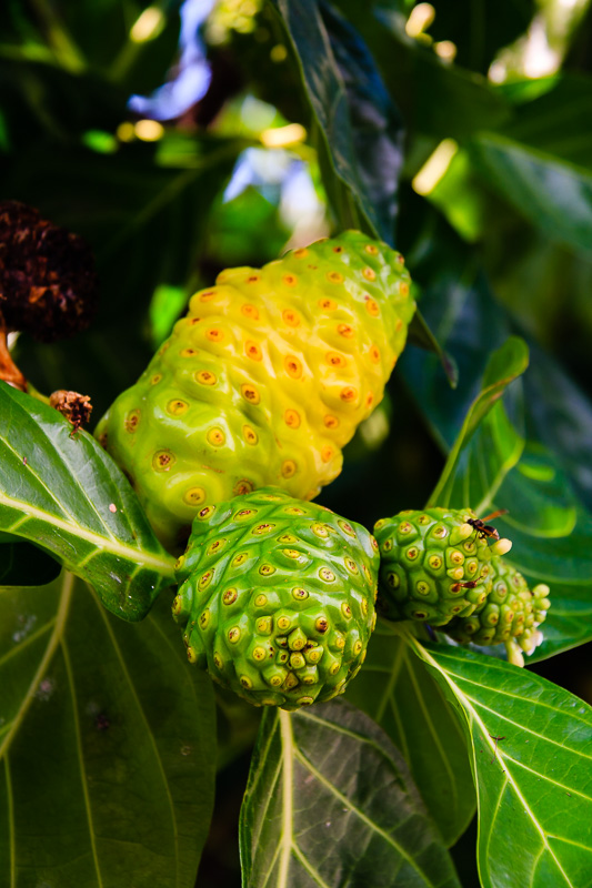 Noni or Indian Mulberry