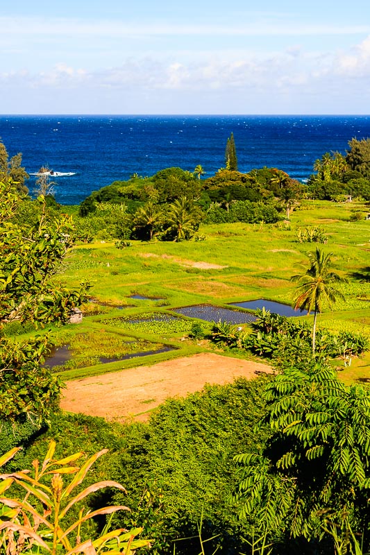 Taro Fields