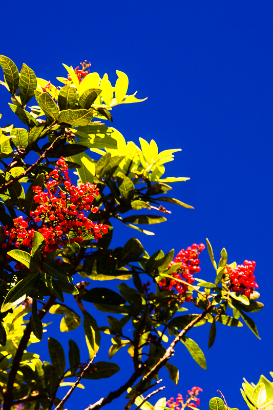 Brazilian Pepper Tree