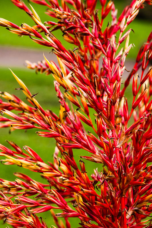 Heliconia