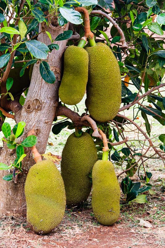 Jack Fruit
