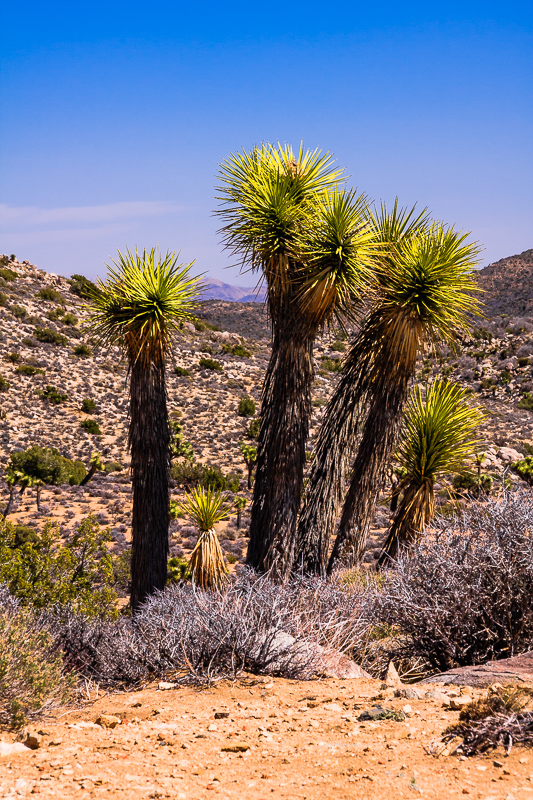 Joshua Tree