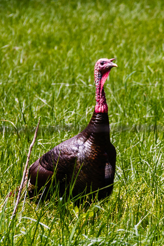 Wild Turkey