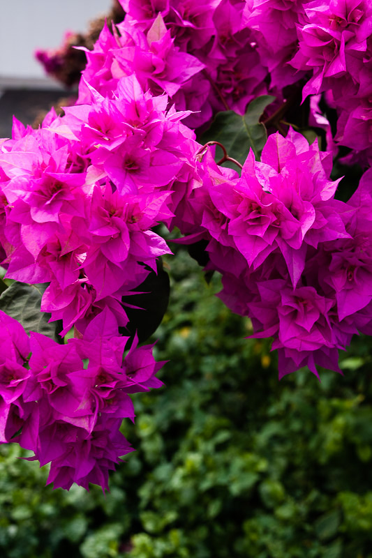 Bougainvillea