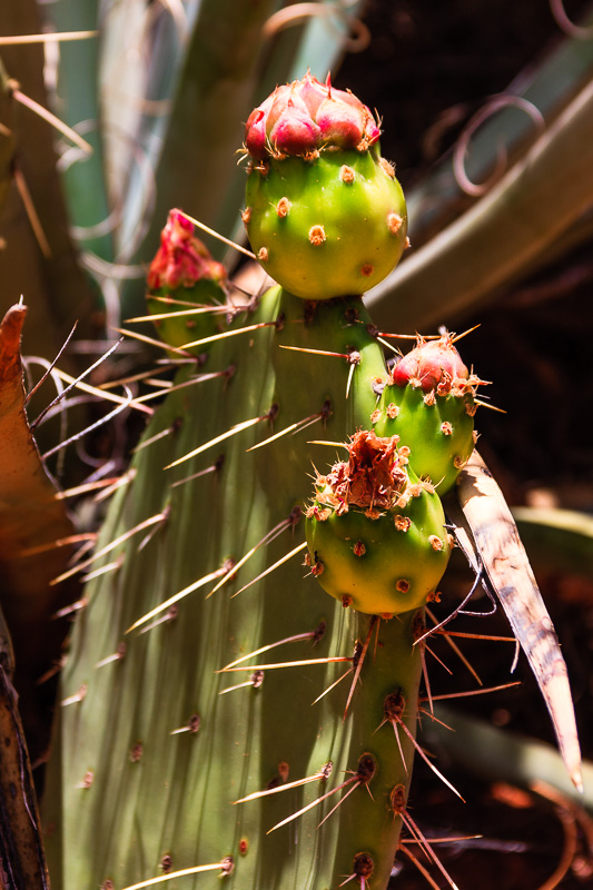 Prickly Pear Cactus