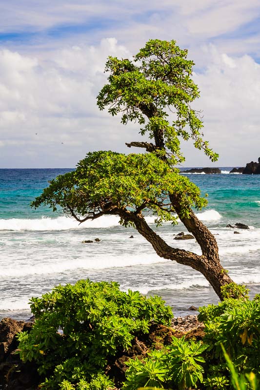 Alau Island Seabird Sanctuary