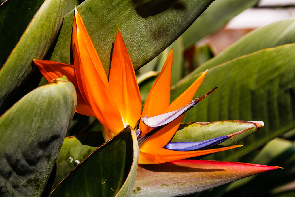 Bird Of Paradise