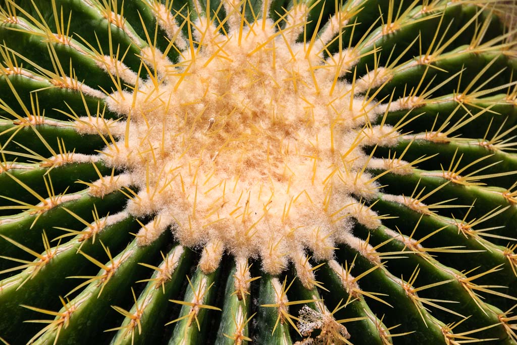 Barrel Cactus