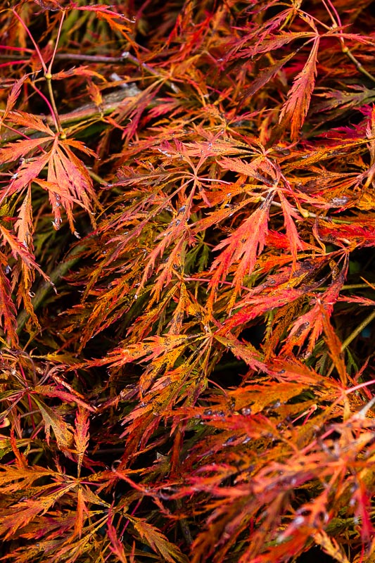 Lace Leaf Japanese Maple