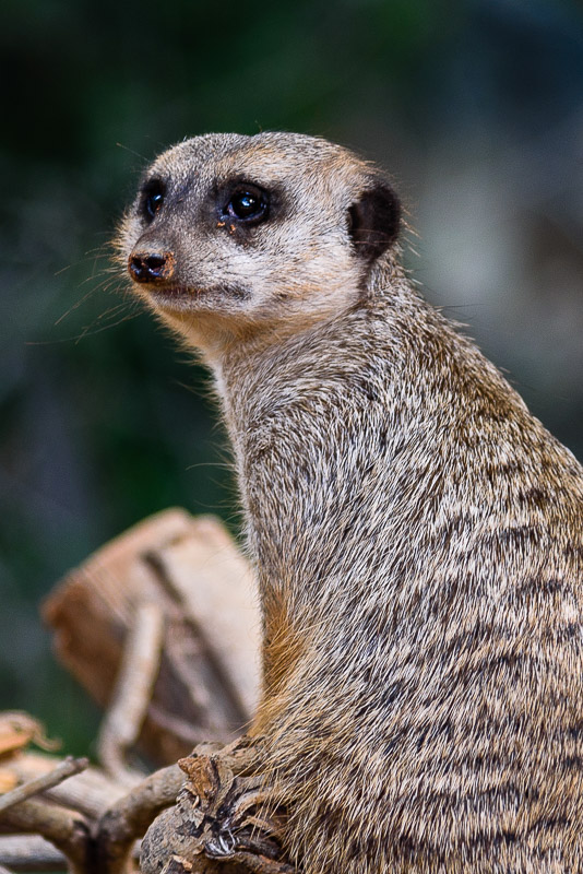 Meerkat, Southwestern Africa