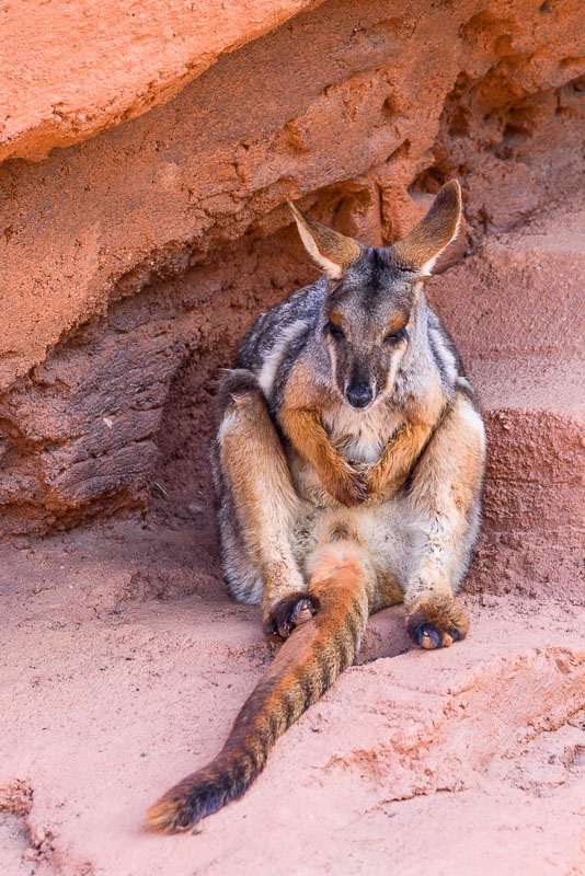 Yellow-Footed Wallaby