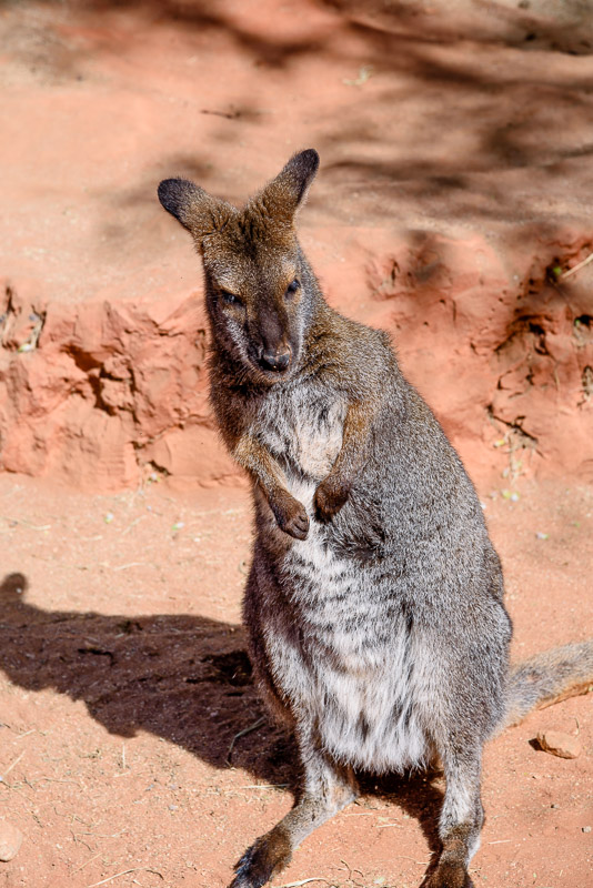 Bennet's Wallaby