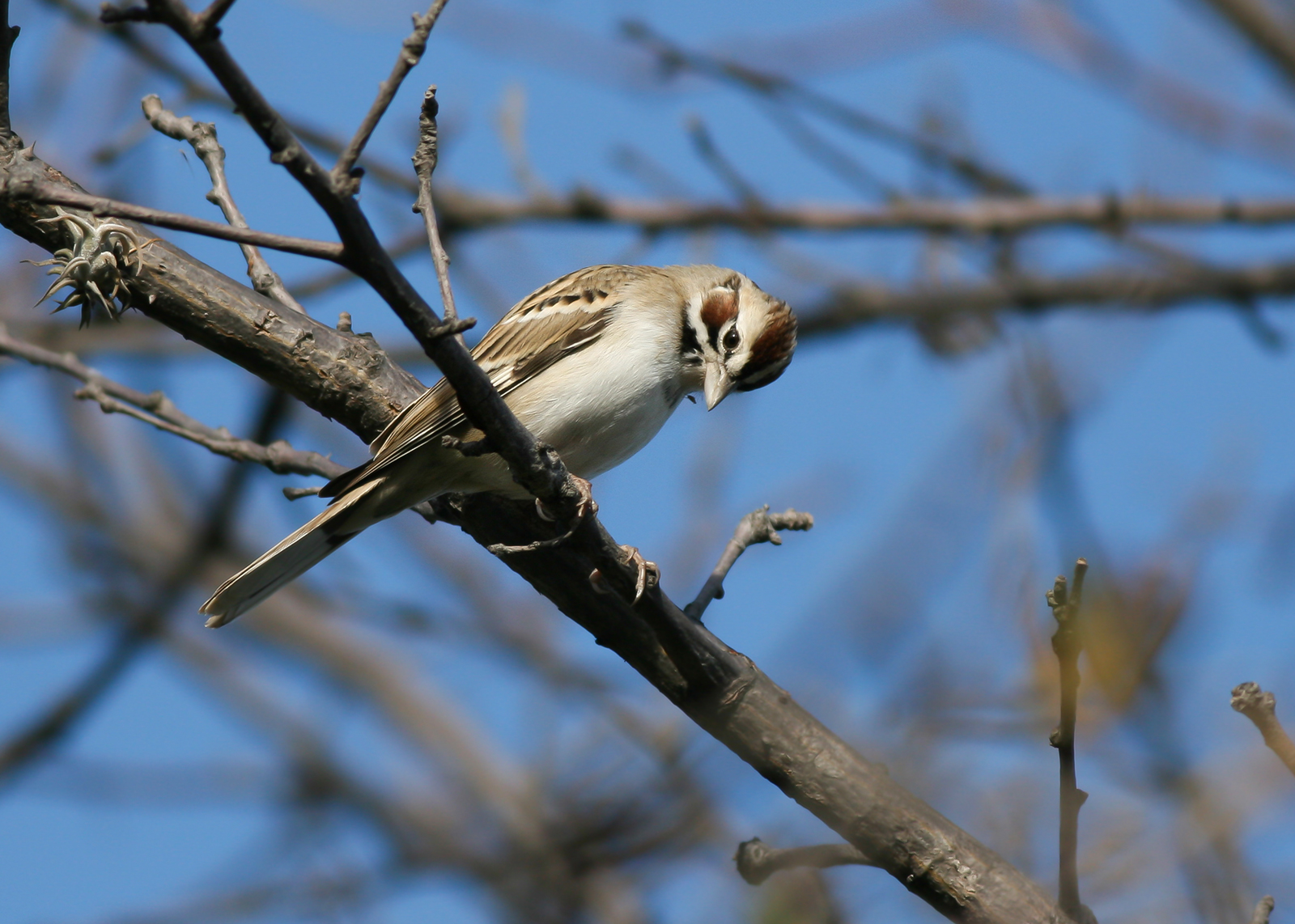 LARK SPARROW - Chondestes grammacus - ROODOORGORS